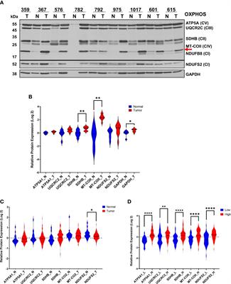 Evaluation of mitochondrial biogenesis and ROS generation in high-grade serous ovarian cancer